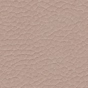skai Parotega NF661